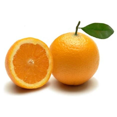 Pianta Di Arancio Valencia In Fitocella - immagine 2