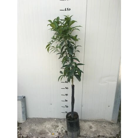 Pianta Di Arancio Valencia In Fitocella - immagine 3