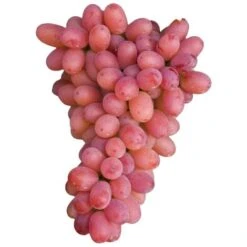 Pianta DI VITE Uva Vigna Da Tavola ARGENTINA APIRENA Senza Semi IN VASO 16 FOTO REALE AMDGarden