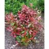 Photinia X Fraseri "Red Robin Compacta" Pianta Da Siepe Fotinia Compatta H. 20/40 Cm