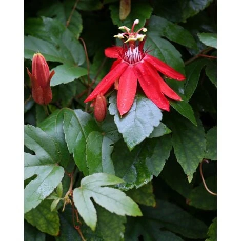 Passiflora Coccinea Pianta Rampicante In Vaso 9 Cm - immagine 2
