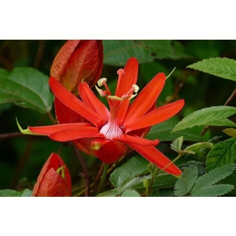 Passiflora Coccinea Pianta Rampicante In Vaso 9 Cm - immagine 3