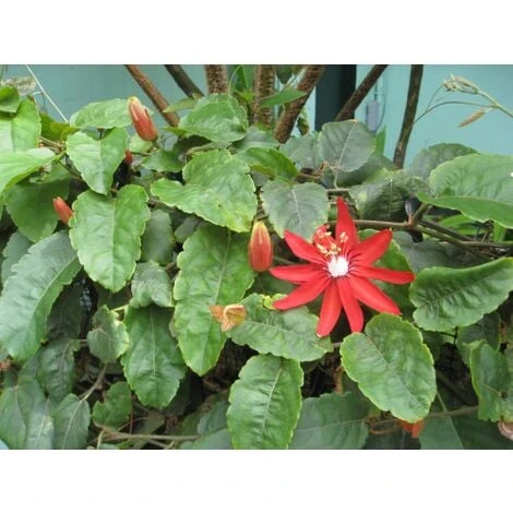 Passiflora Coccinea Pianta Rampicante In Vaso 9 Cm - immagine 4