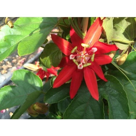 Passiflora Coccinea Pianta Rampicante In Vaso 9 Cm - immagine 5