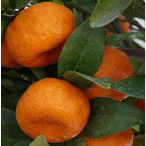 Albero Di Mandarino - Alberi