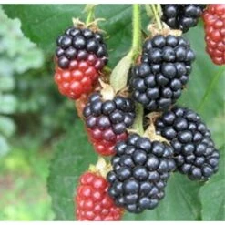 40 Pz Pianta Mora Senza Spine Vaso 7cm - Piante Da Ricoltivare