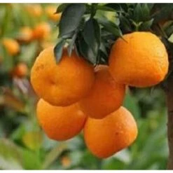 Albero Chinotto - Agrumi