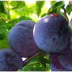 Albero Susino Regina Claudia Viola In Vario Formato - Alberi Da Frutto 1 Anno