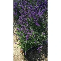 PIANTA DI LAVANDA COMPATTA Vaso 18 Cm (foto Reale) Dwarf Blue
