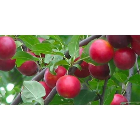 Biricoccolo - Susincocco Albero Da Frutto Intermedio Tra Susino Ed Albicocco - immagine 2