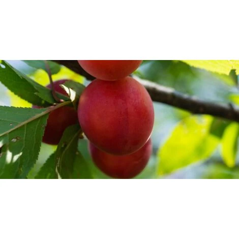 Biricoccolo - Susincocco Albero Da Frutto Intermedio Tra Susino Ed Albicocco - immagine 5