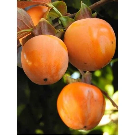 Alberi Da Frutto Caco Mela Pianta Da Frutta Cachi Mela Kako Kaki Albero