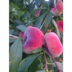 Alberi Da Frutto Pesca Piatta Saturnina Tabacchiera Platicarpa Albero Da Frutta