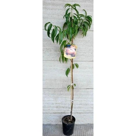 Alberi Da Frutto Pesca Piatta Saturnina Tabacchiera Platicarpa Albero Da Frutta - immagine 2