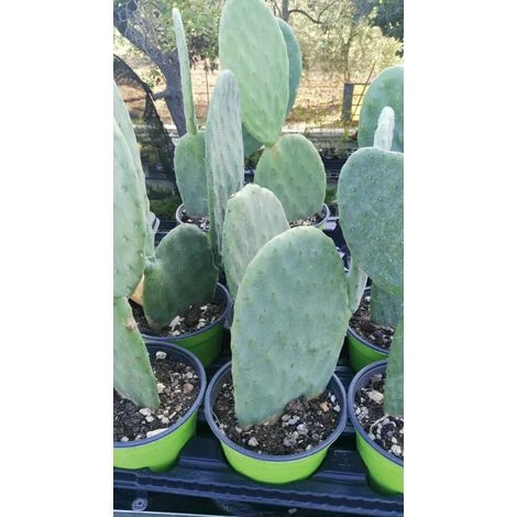 FICO D'INDIA -vaso 14cm- FICHI D'INDIA PIANTA Opuntia Ficus-indica - immagine 3