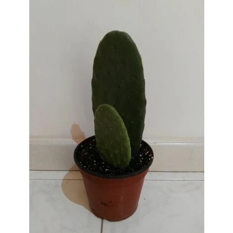 FICO D'INDIA -vaso 14cm- FICHI D'INDIA PIANTA Opuntia Ficus-indica - immagine 4