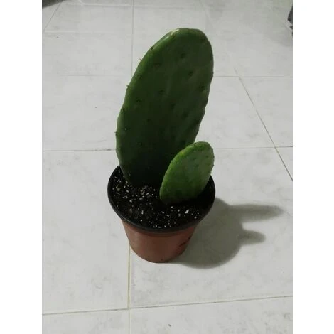 FICO D'INDIA -vaso 14cm- FICHI D'INDIA PIANTA Opuntia Ficus-indica - immagine 5