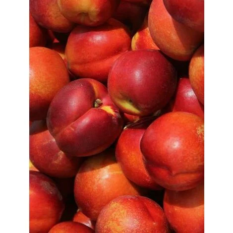 Alberi Da Frutto Pianta Frutto Pesca Noce Pesco Alberi Da Frutta