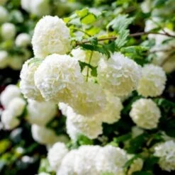 Viburno Palla Di Neve "Viburnum Opulus" Pianta In Vaso 18 Cm