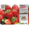 ORTO MIO Fragola Rifiorente 4 Stagioni Var. Anabelle