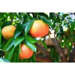 Pompelmo Rosa "Citrus Paradisi" Pianta Di Agrumi Di Sicilia In Vaso 20 Cm