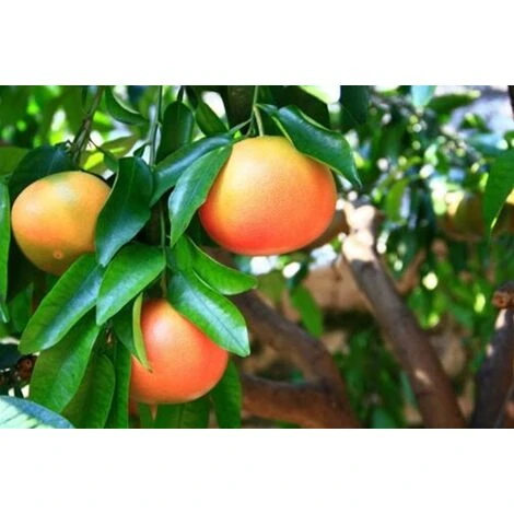 Pompelmo Rosa "Citrus Paradisi" Pianta Di Agrumi Di Sicilia In Vaso 20 Cm