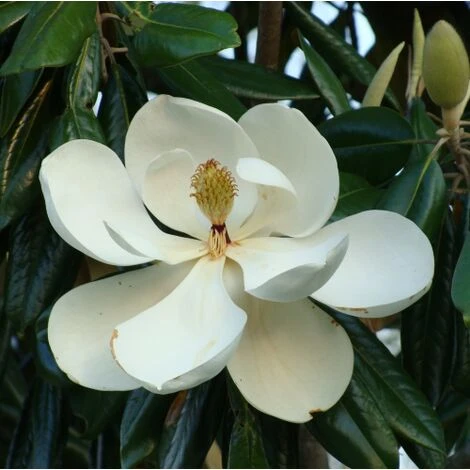 Magnolia Grandiflora "Little Gem" Pianta In Vaso 19 Cm H. 50/60 Cm