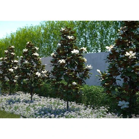 Magnolia Grandiflora "Little Gem" Pianta In Vaso 19 Cm H. 50/60 Cm - immagine 2