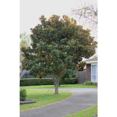 Magnolia Grandiflora "Little Gem" Pianta In Vaso 19 Cm H. 50/60 Cm - immagine 3