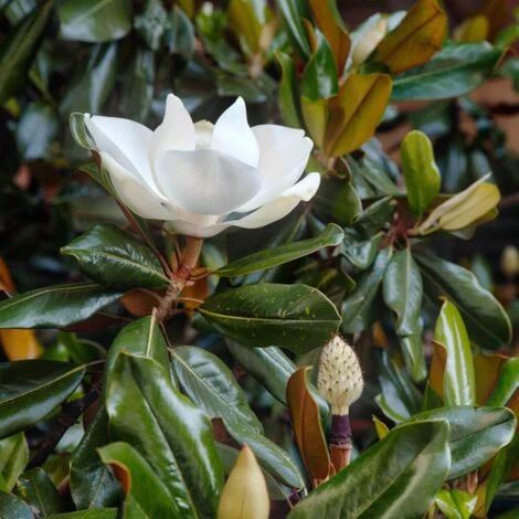 Magnolia Grandiflora "Little Gem" Pianta In Vaso 19 Cm H. 50/60 Cm - immagine 4