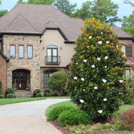 Magnolia Grandiflora "Little Gem" Pianta In Vaso 19 Cm H. 50/60 Cm - immagine 5