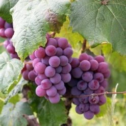 Uva Da Tavola Rossa "Apirena"