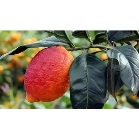 Limone Rosso "Citrus Limonimedica Pigmentata" Pianta Di Agrumi Di Sicilia In Vaso 22 Cm - immagine 2