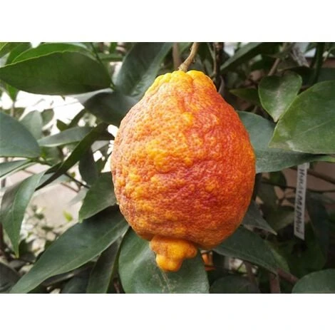 Limone Rosso "Citrus Limonimedica Pigmentata" Pianta Di Agrumi Di Sicilia In Vaso 22 Cm - immagine 3