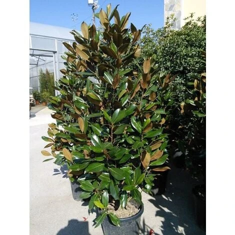 Magnolia Grandiflora Pianta Sempreverde In Vaso H. 50/70 Cm - immagine 3