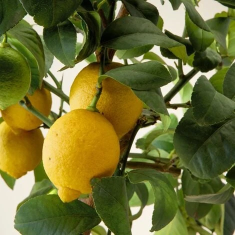 Limone Lunario "Citrus Limon" Limone 4 Stagioni Pianta In Vaso 22 Cm Agrumi Di Sicilia - immagine 3
