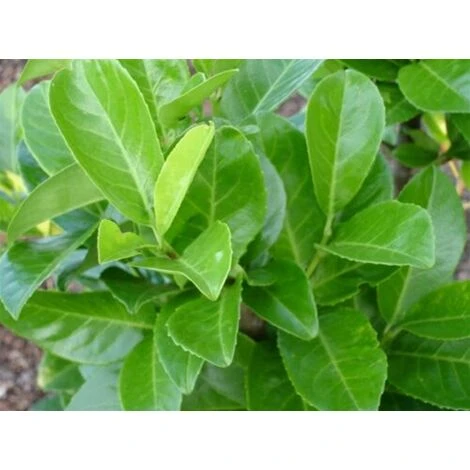 Lauroceraso "Prunus Laurocerasus" Pianta Da Siepe In Vaso H. 40/60 Cm - immagine 3