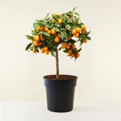 Kumquat "Fortunella Margarita" Mandarino Cinese Pianta In Vaso 22 Cm