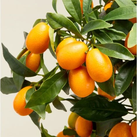 Kumquat "Fortunella Margarita" Mandarino Cinese Pianta In Vaso 22 Cm - immagine 4